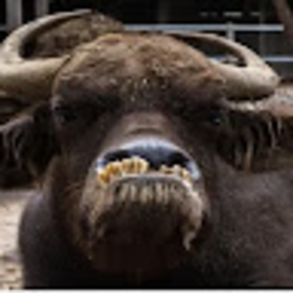 Meet your Posher, Beatrice - Picture 1 of 1